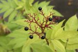 Sambucus ebulus