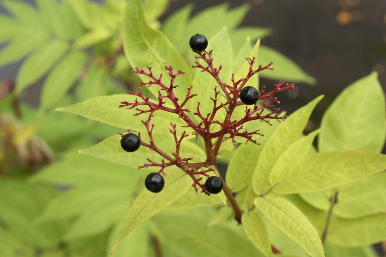 Изображение особи Sambucus ebulus.