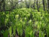 Matteuccia struthiopteris. Промысловый массив папоротника. Камчатский край, Елизовский район, природный парк \"Вулканы Камчатки\", кордон Пиначевский, долина р. Пиначёвка, пойменный лес. 06.06.2009.