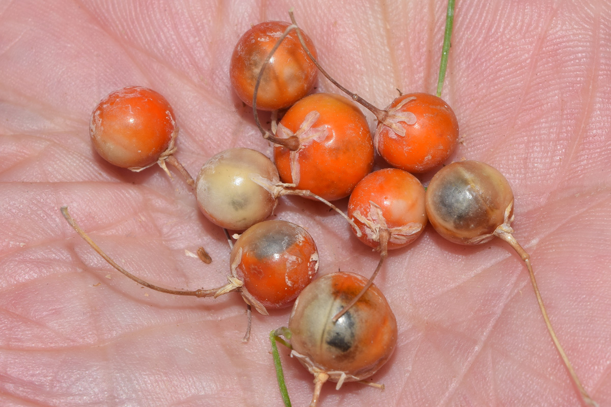 Image of Asparagus persicus specimen.