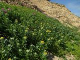 Senecio pseudoarnica. Зацветающие растения. Магадан, побережье бухты Гертнера, на суглинисто-каменистом склоне. 08.07.2016.