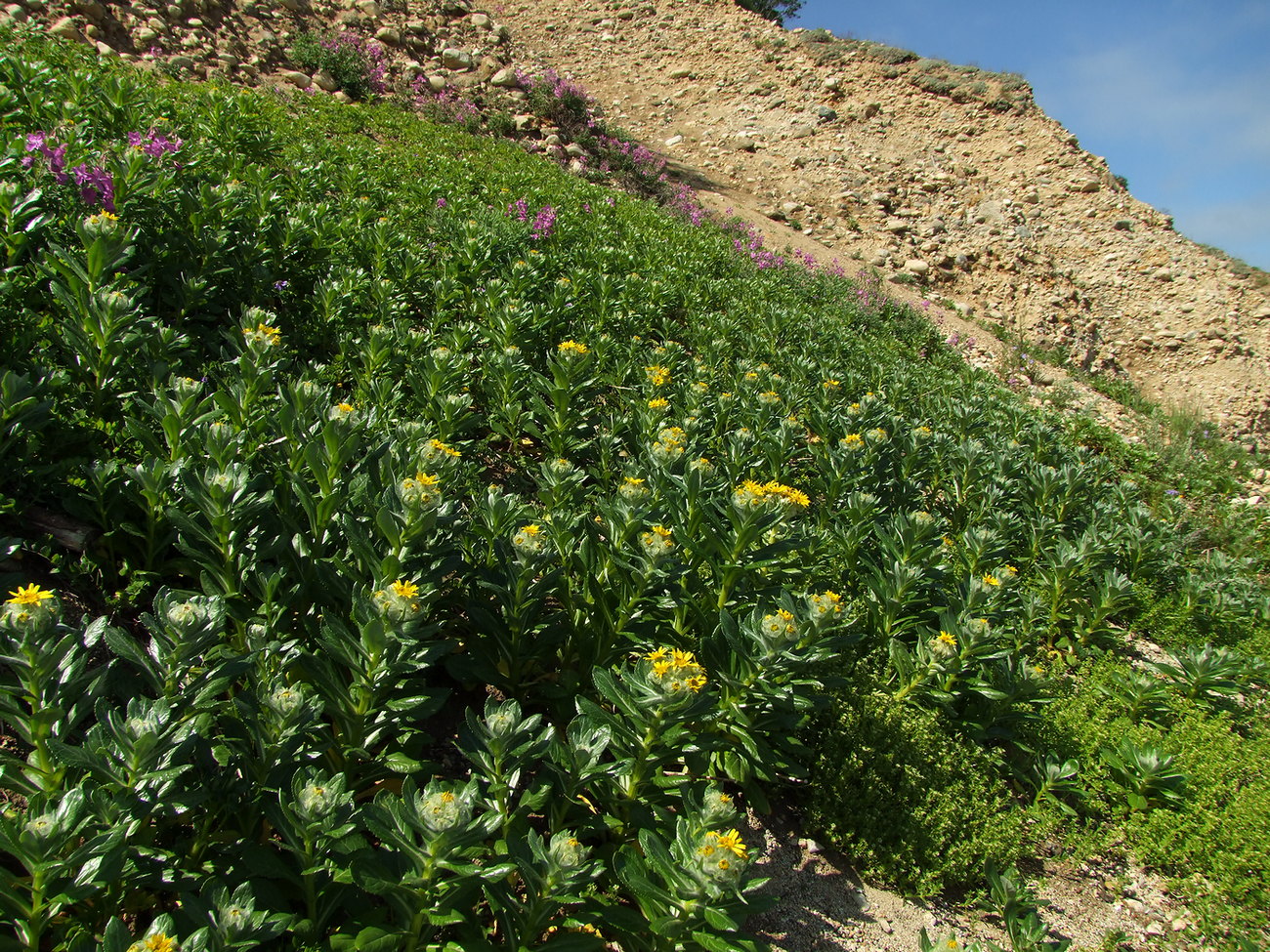 Изображение особи Senecio pseudoarnica.