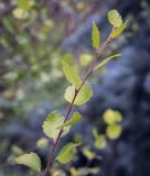 род Betula