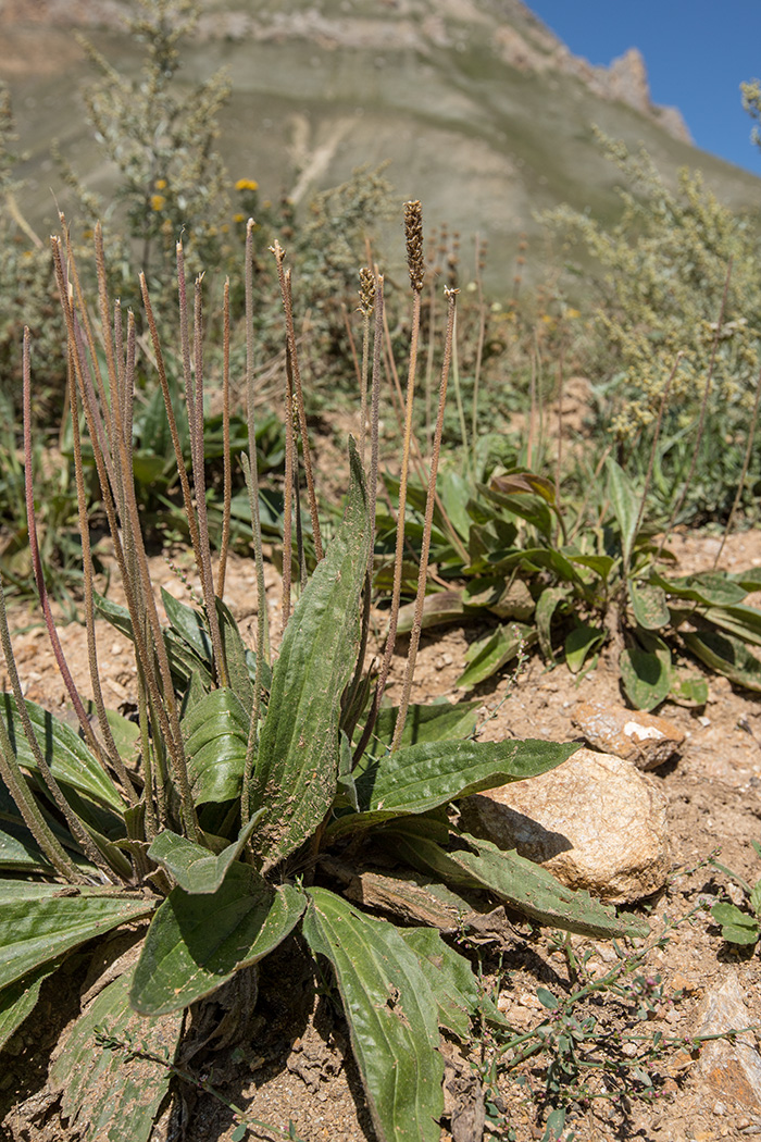 Изображение особи Plantago lanceolata.