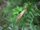 Oxytropis owerinii. Вскрывающийся плод. Северная Осетия, гор. округ Владикавказ, между с. Ниж. Ларс и Чми, ок. 1300 м н.у.м., редколесье на крутом склоне. 12.06.2021.