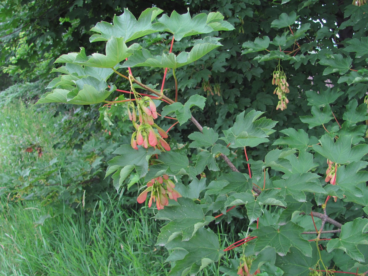 Image of Acer pseudoplatanus specimen.