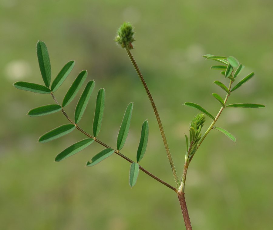 Изображение особи Onobrychis cyri.