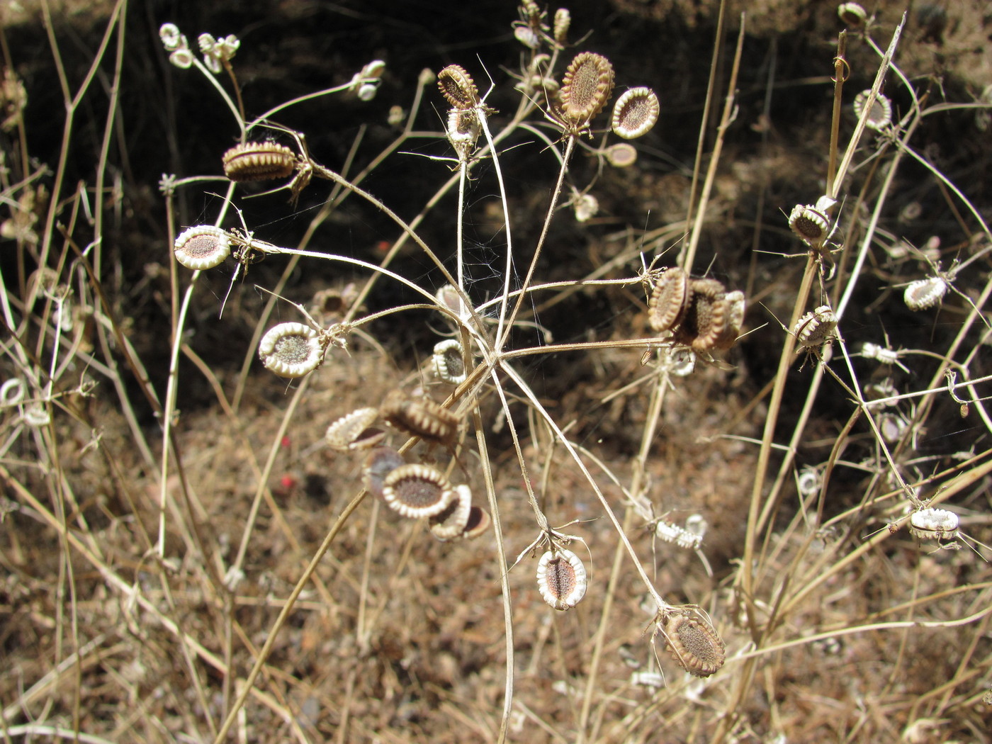 Image of genus Tordylium specimen.