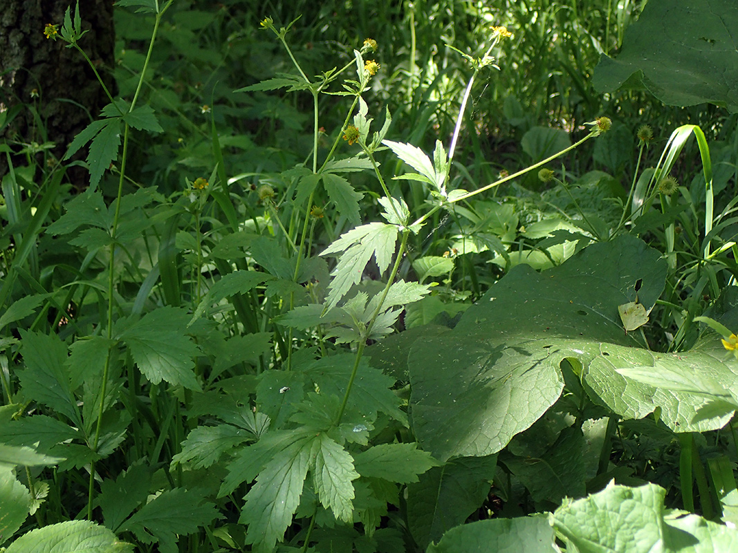 Image of Geum urbanum specimen.