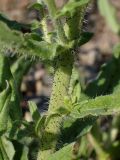 Echium vulgare