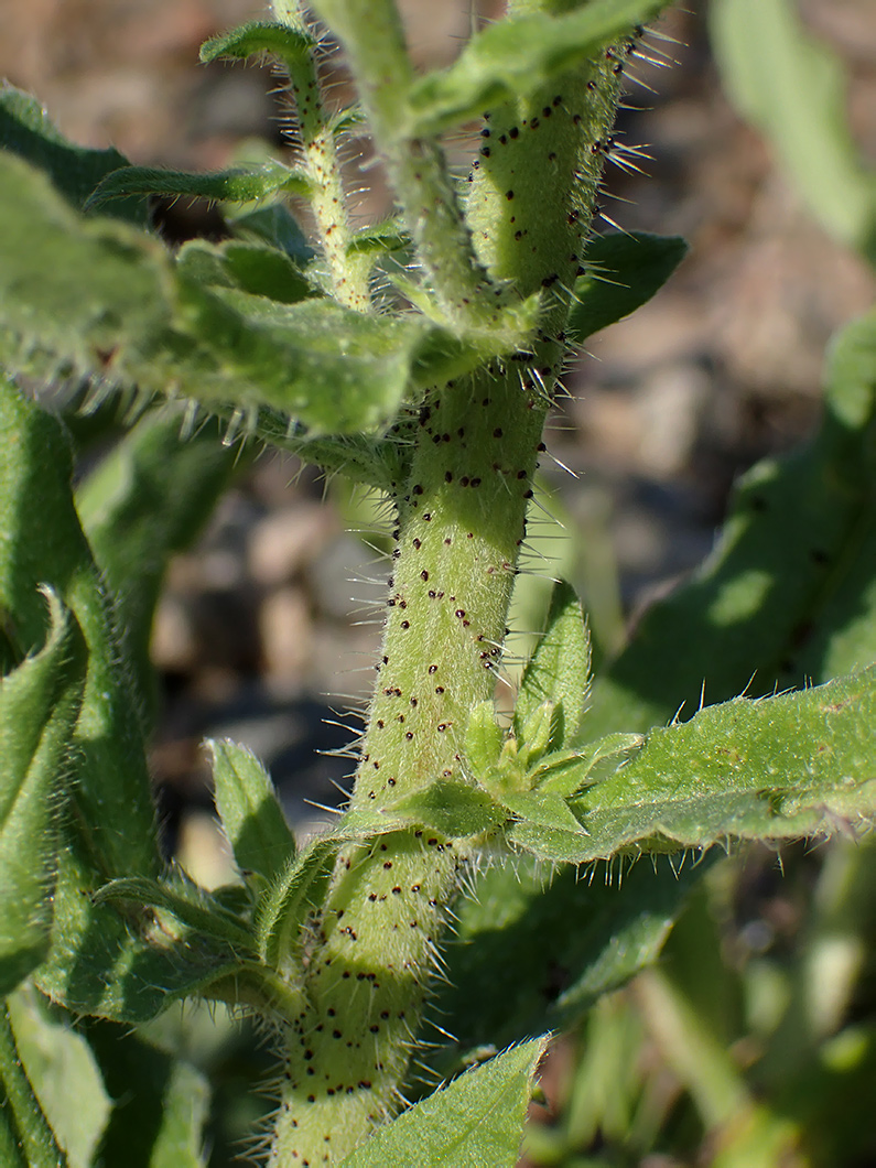 Изображение особи Echium vulgare.