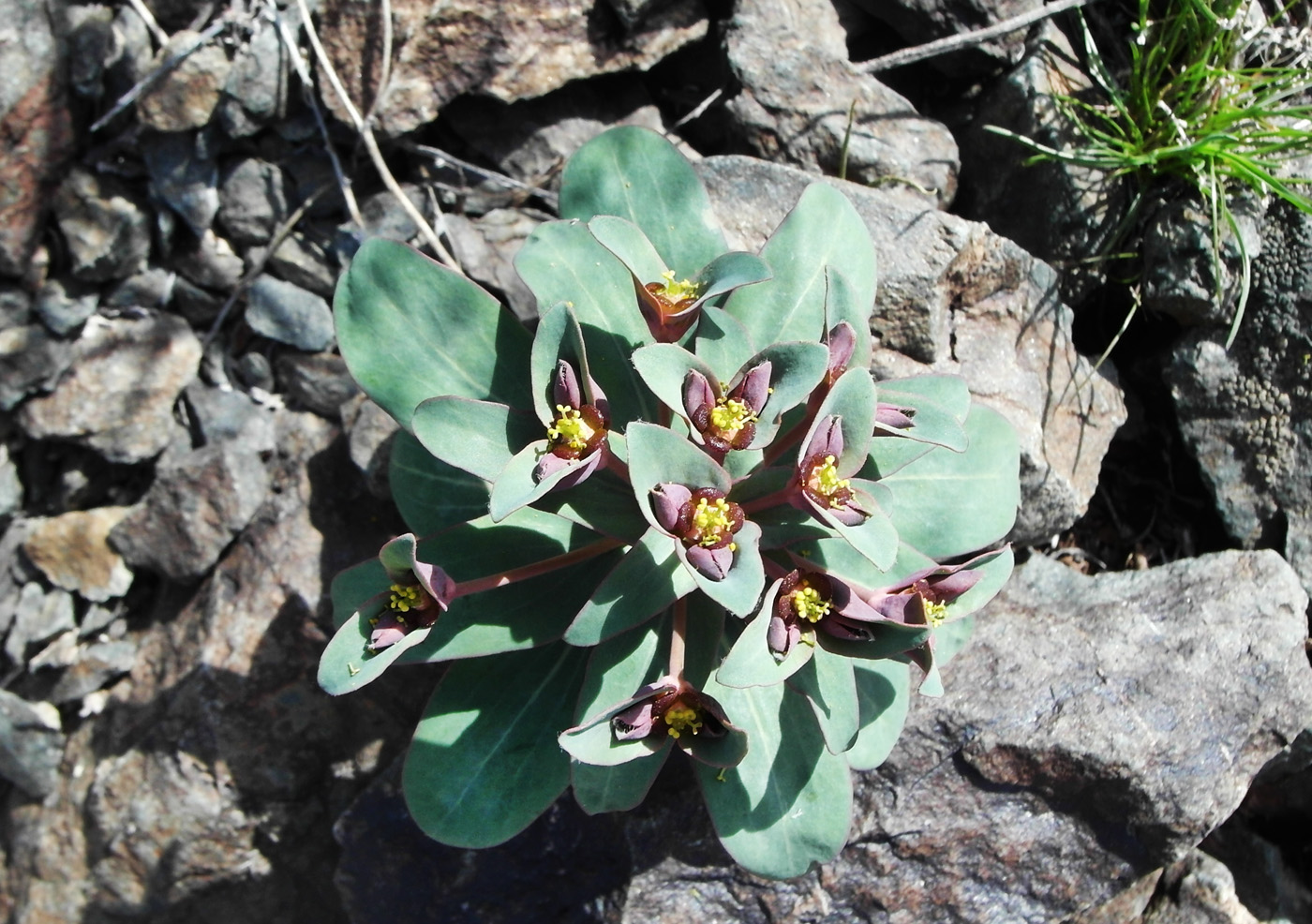 Image of Euphorbia rapulum specimen.