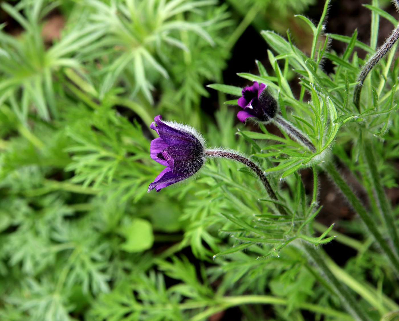 Изображение особи Pulsatilla regeliana.