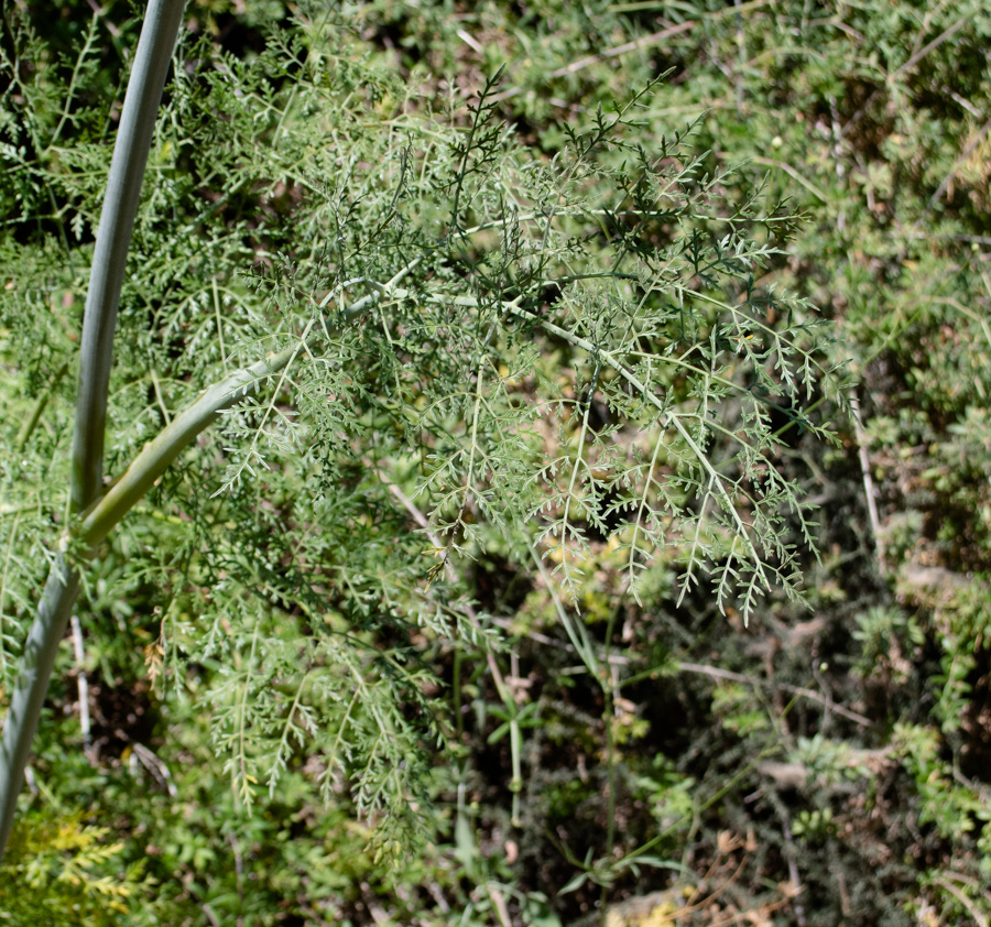 Изображение особи Ferula tingitana.