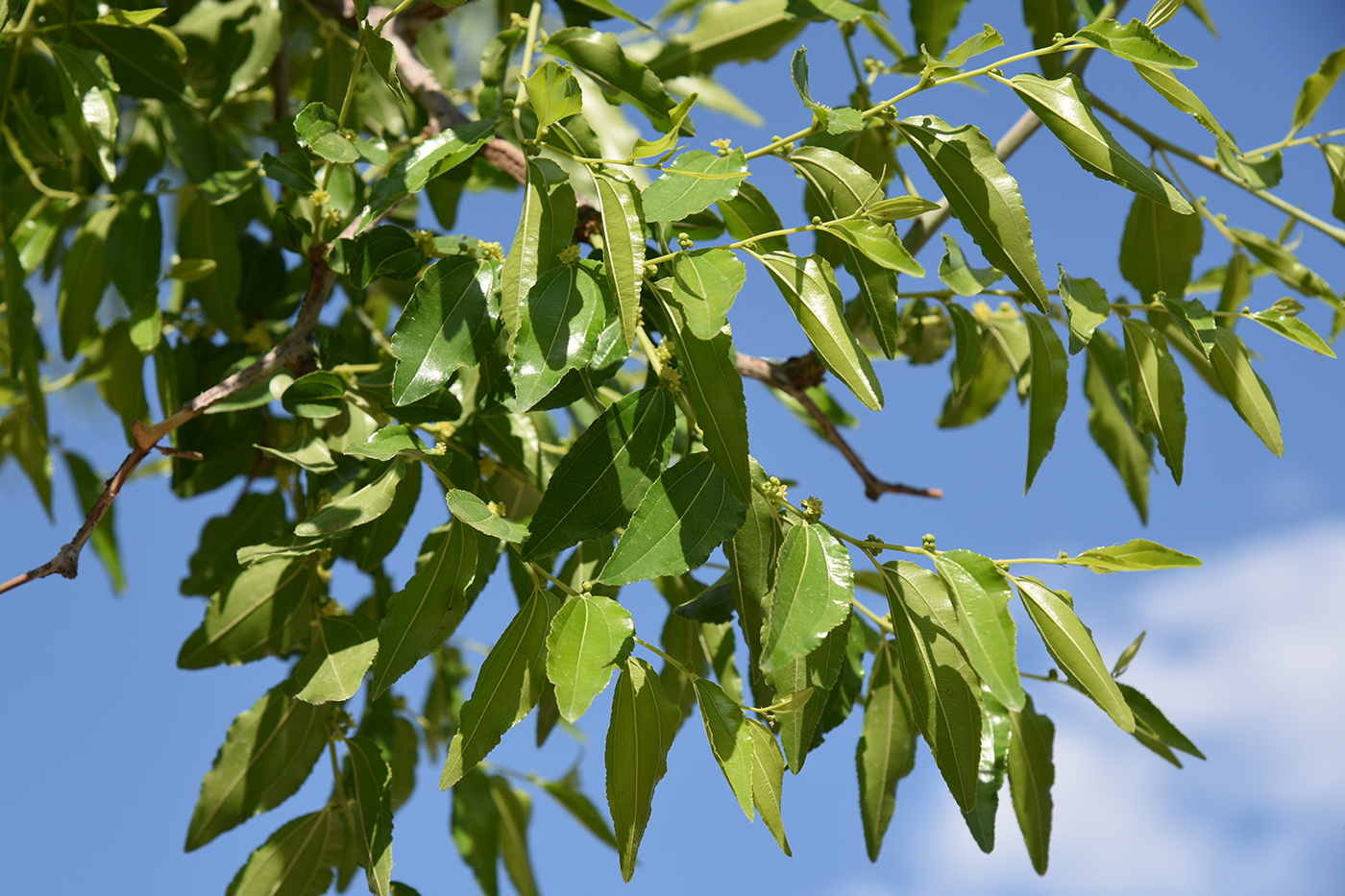 Изображение особи Ziziphus jujuba.