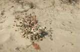 Eryngium maritimum. Плодоносящее растение. Болгария, Бургасская обл., г. Несебр, Южный пляж, песчаный пляж. 14.09.2021.