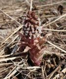 Petasites hybridus