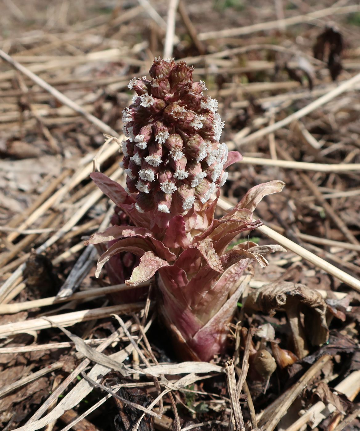 Image of Petasites hybridus specimen.