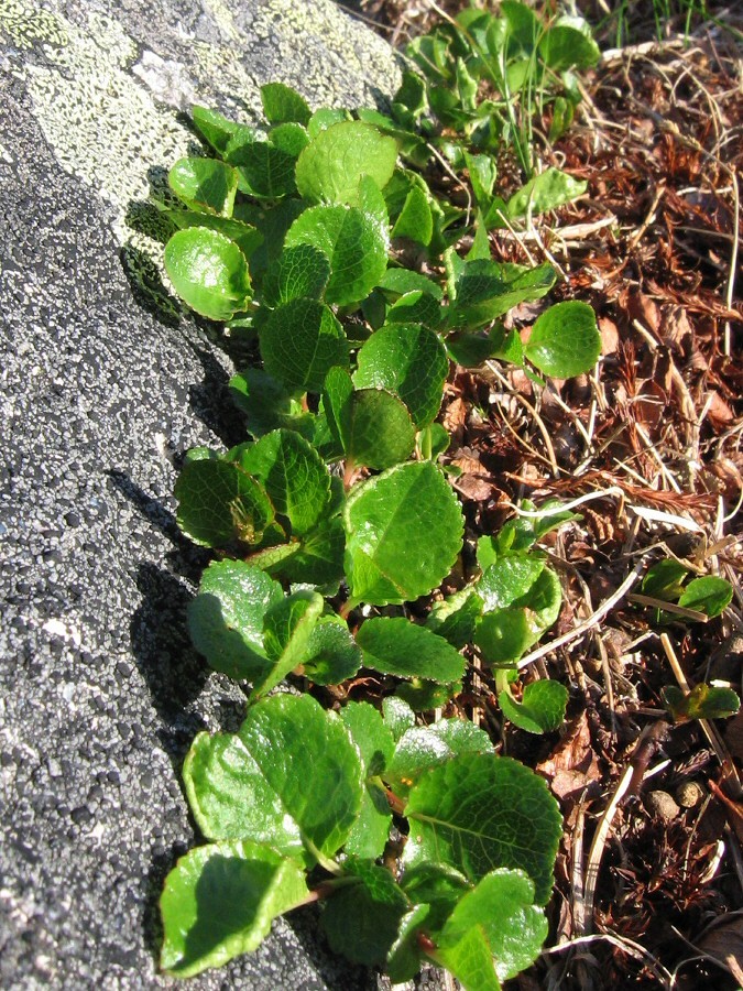 Image of Salix herbacea specimen.