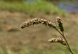 Persicaria lapathifolia. Верхушка побега с соцветиями. Марий Эл, Медведевский р-н, окр. пос. Куяр, берег р. Малая Кокшага, песчаный участок. 20.08.2022.