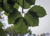 Sorbus × latifolia. Листья (абаксиальная поверхность). Москва, ГБС РАН, дендрарий. 15.09.2022.