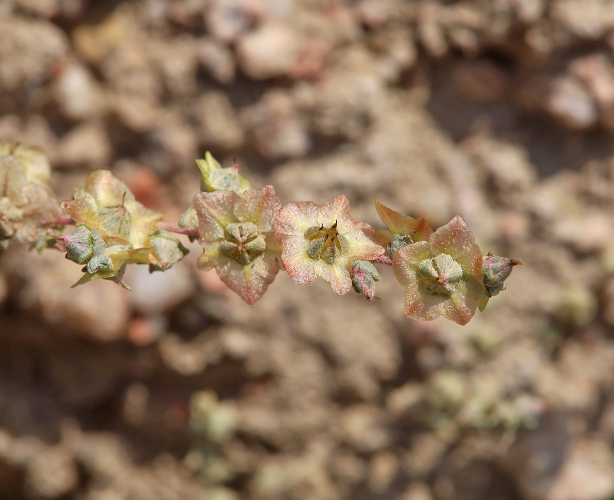 Image of Salsola leptoclada specimen.