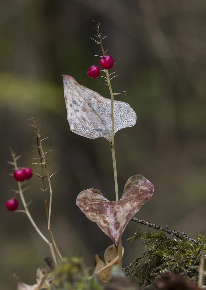 Image of Maianthemum bifolium specimen.