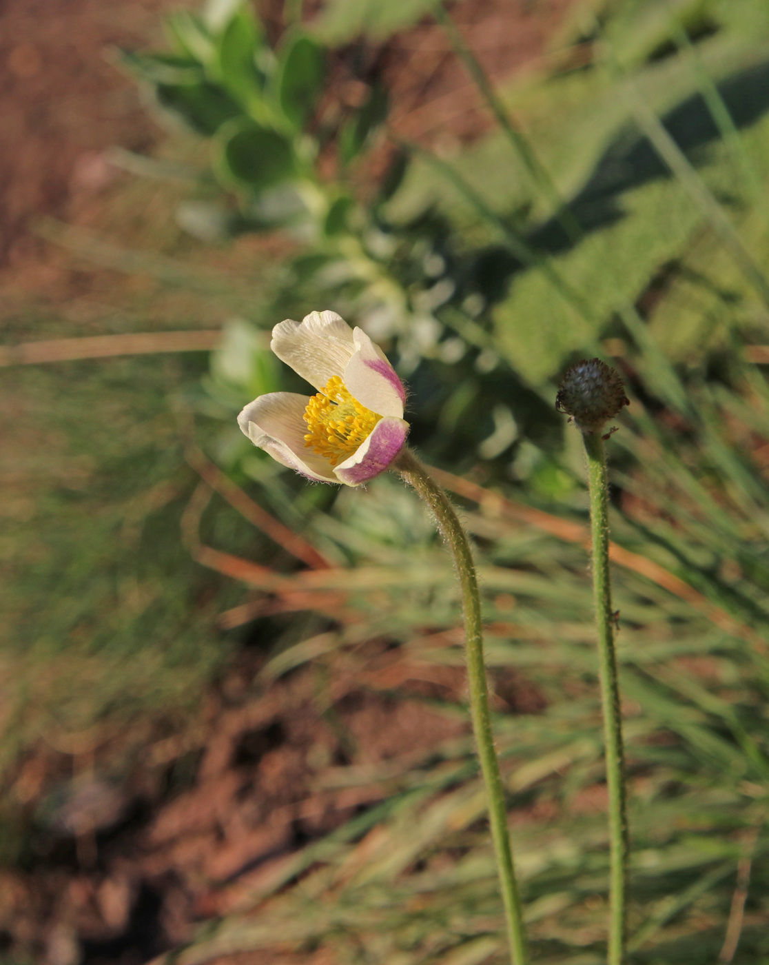 Image of Anemone multifida specimen.