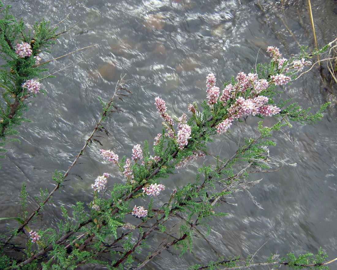 Image of Myricaria squamosa specimen.