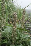 Artemisia stelleriana