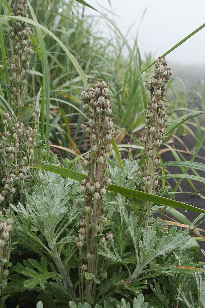 Изображение особи Artemisia stelleriana.