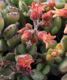 Cotyledon tomentosa