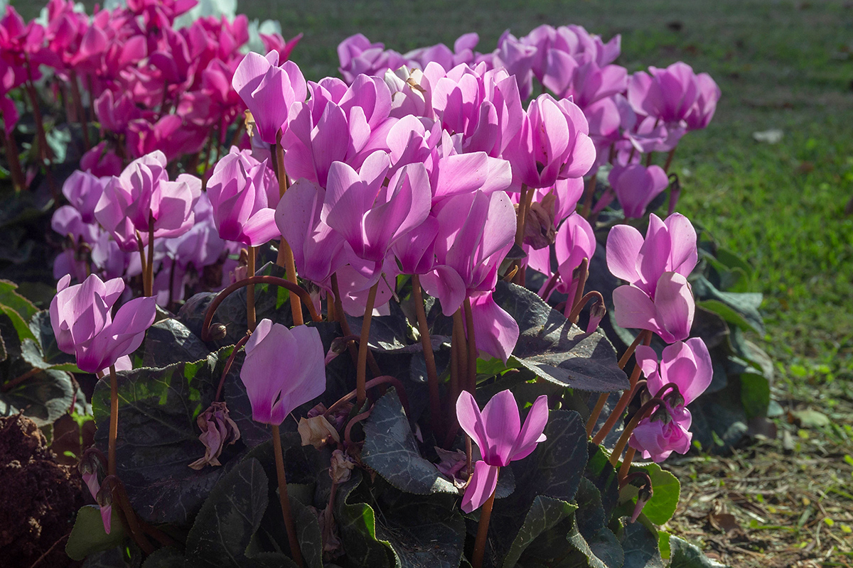 Image of Cyclamen persicum specimen.