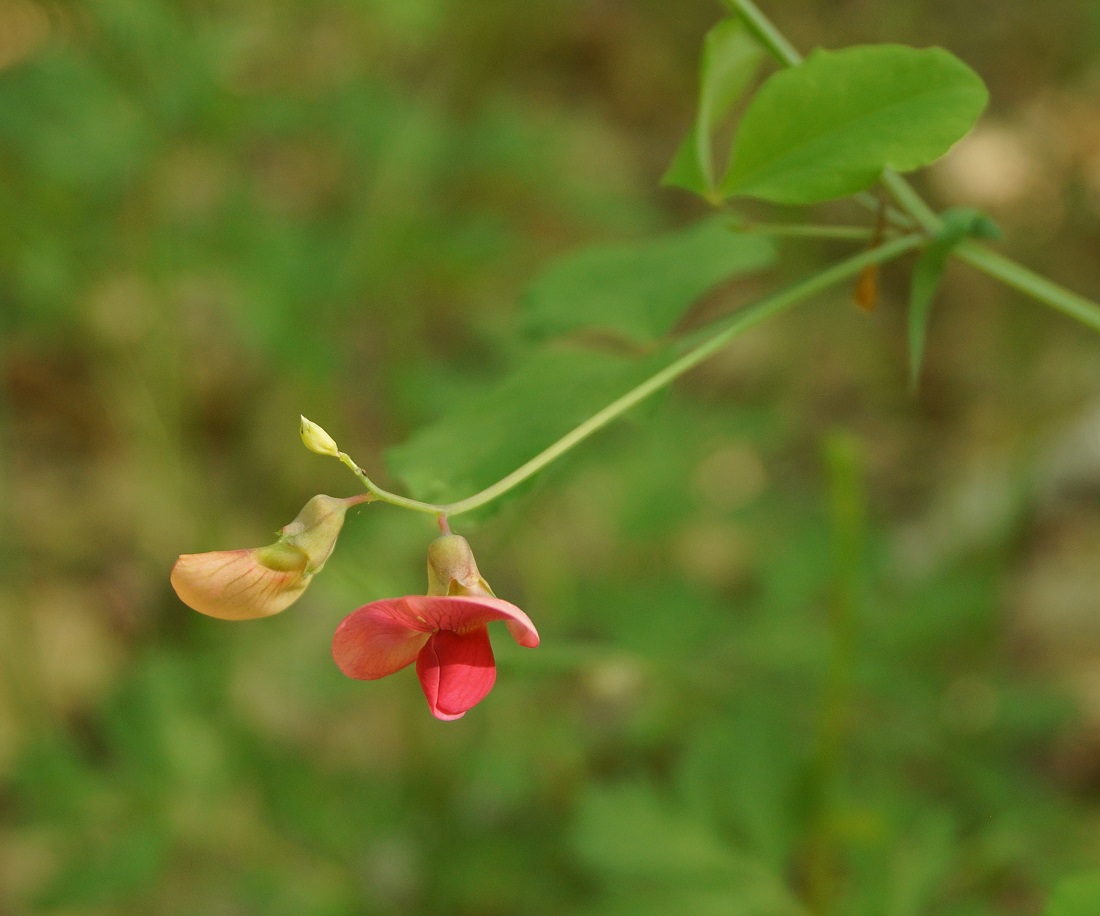 Изображение особи Lathyrus rotundifolius.