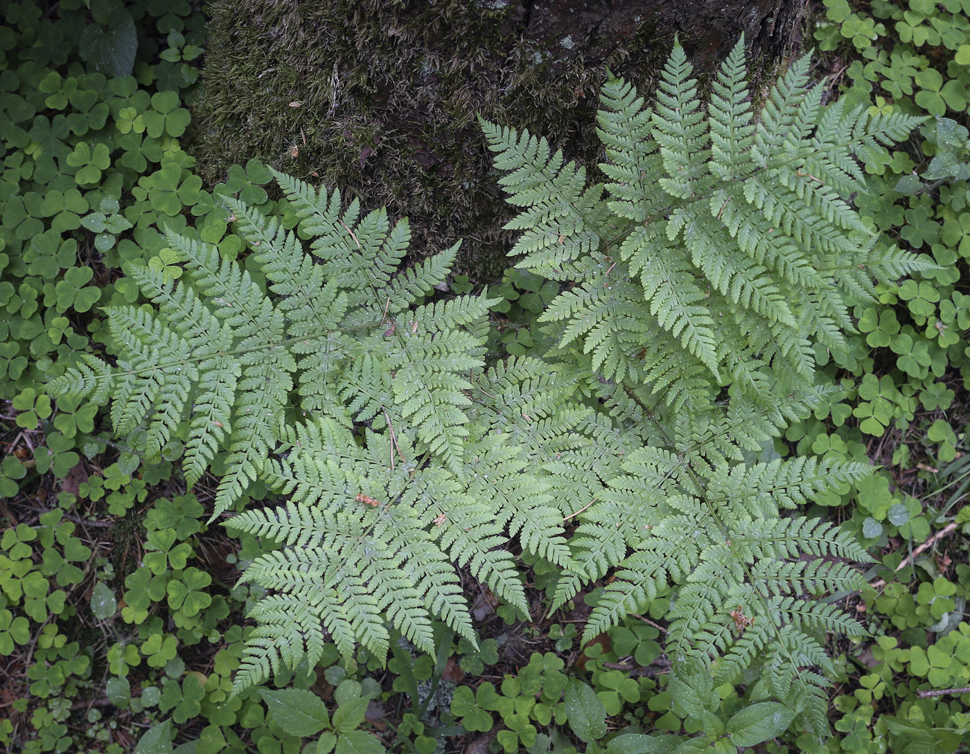 Image of Dryopteris expansa specimen.