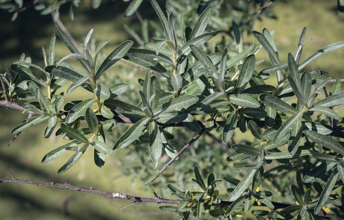 Image of Hippophae rhamnoides specimen.