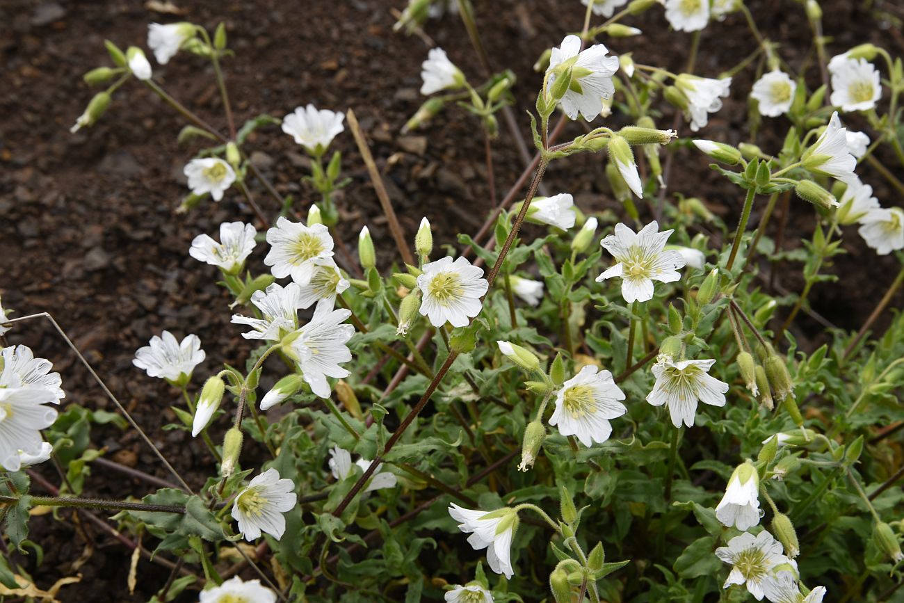 Изображение особи Cerastium multiflorum.