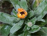 Calendula officinalis