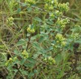 Origanum vulgare ssp. viride