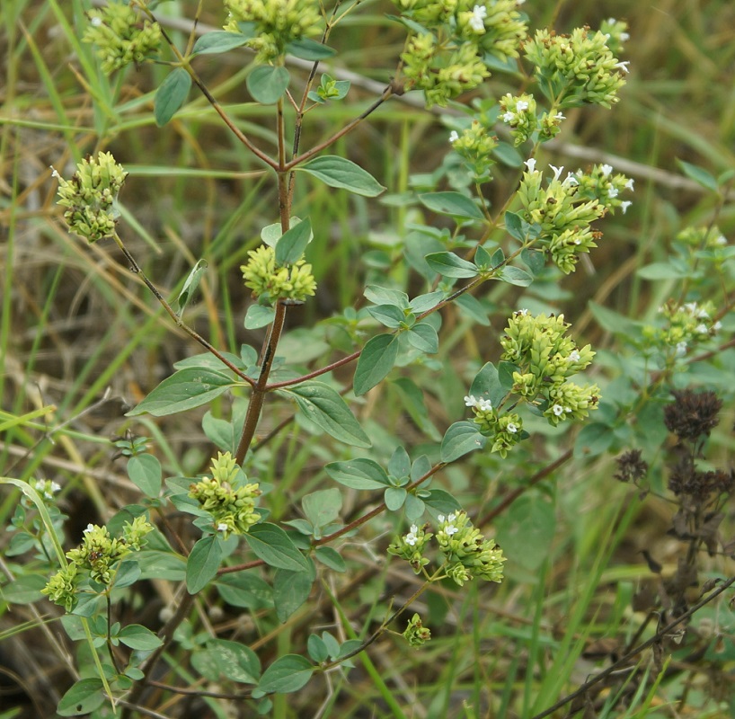 Image of Origanum vulgare ssp. viride specimen.