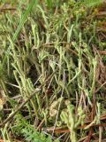 genus Cladonia. Талломы. Беларусь, Гродненская обл., Новогрудский р-н, окр. дер. Негримово, опушка сосняка зеленомошного. 05.09.2021.