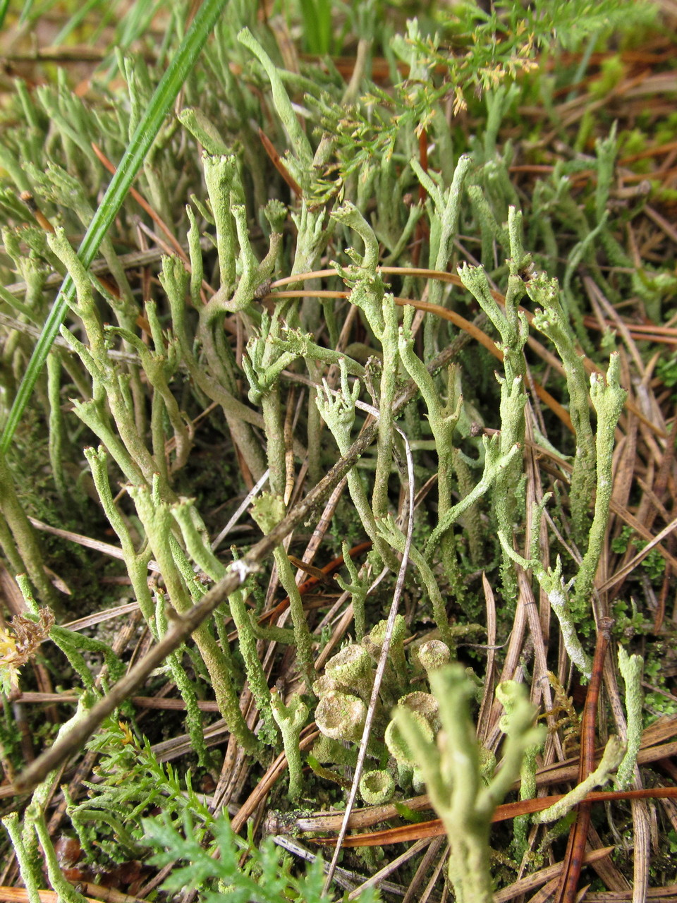 Изображение особи род Cladonia.