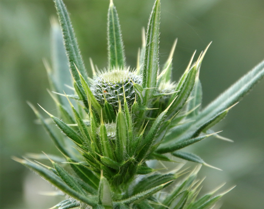 Image of Cirsium serrulatum specimen.