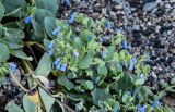 Mertensia maritima