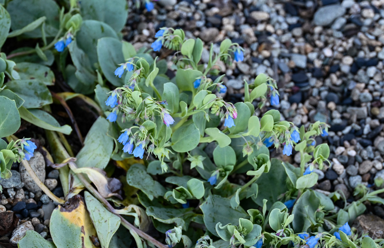 Изображение особи Mertensia maritima.