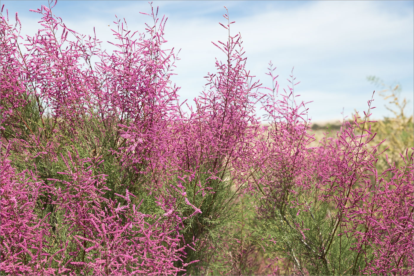 Изображение особи Tamarix ramosissima.