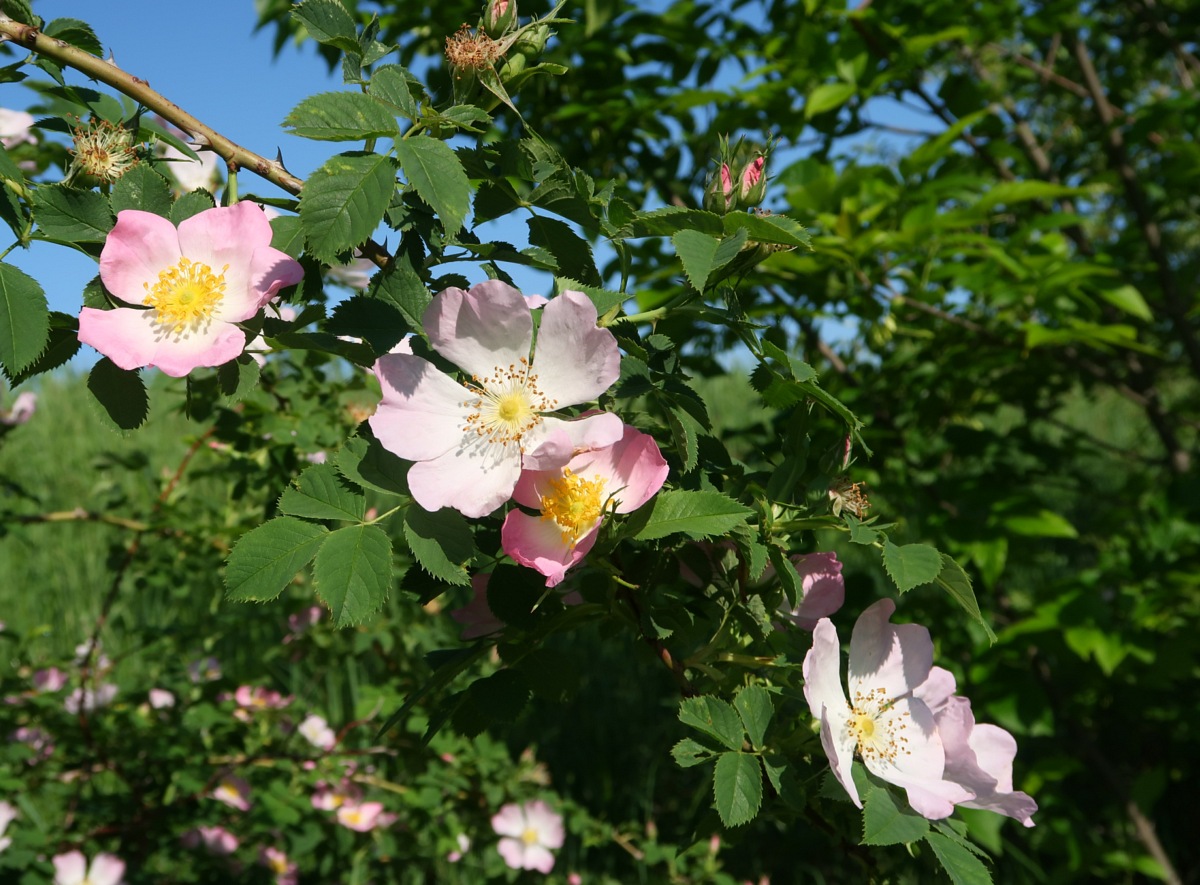 Изображение особи Rosa dumalis.