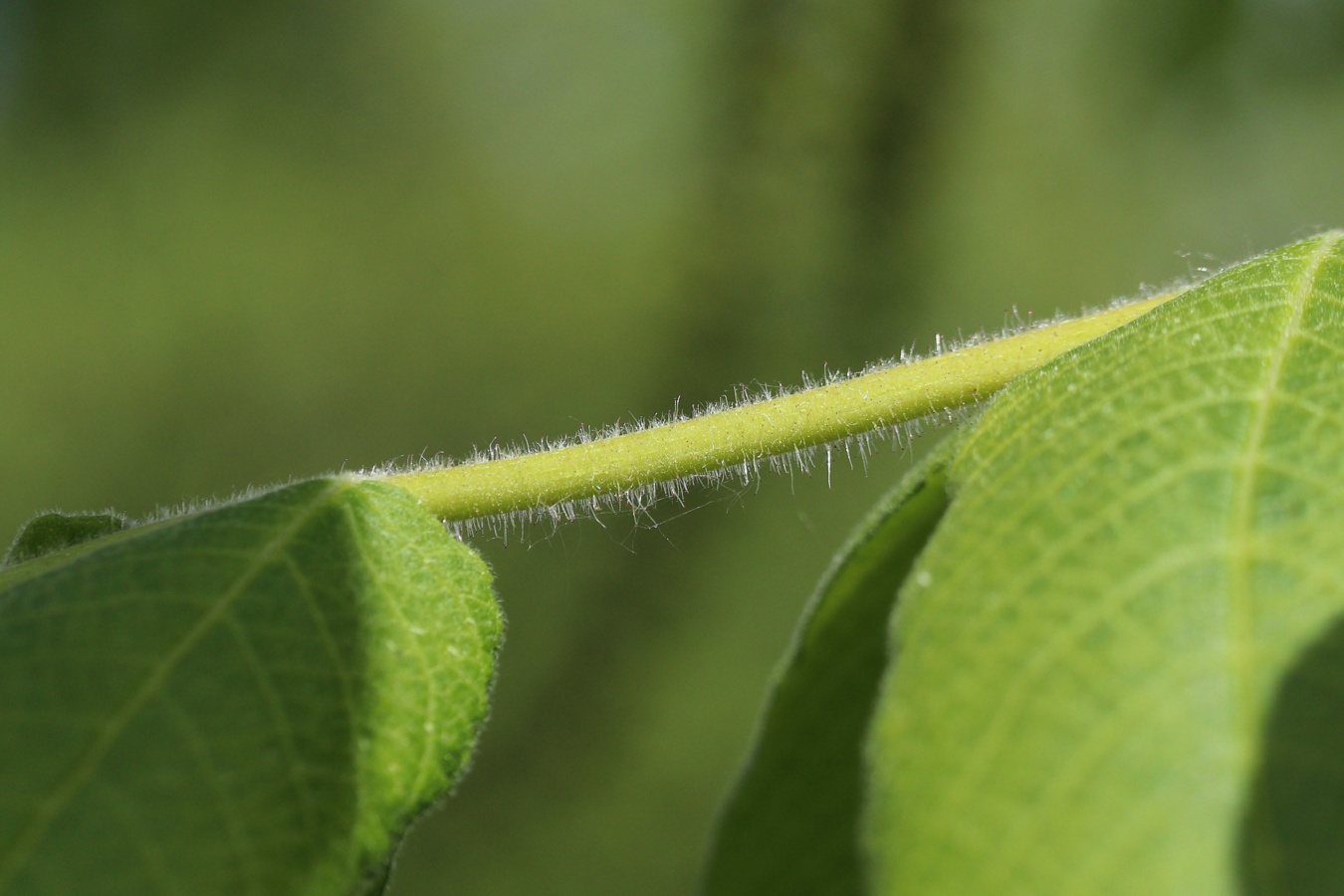 Image of Juglans mandshurica specimen.