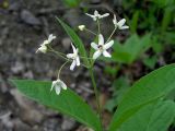 Vincetoxicum ascyrifolium