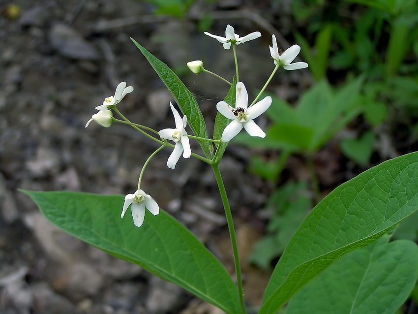 Изображение особи Vincetoxicum ascyrifolium.